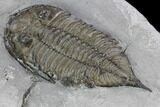 Dalmanites Trilobite Fossil - New York #99080-4